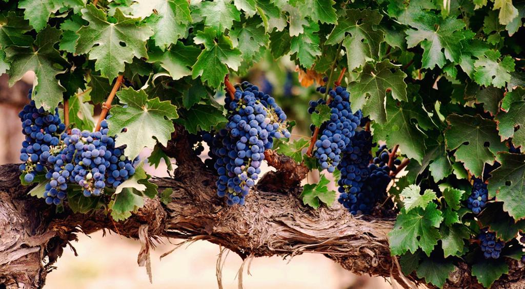 Agriturismo Le Vigne Foligno Dış mekan fotoğraf